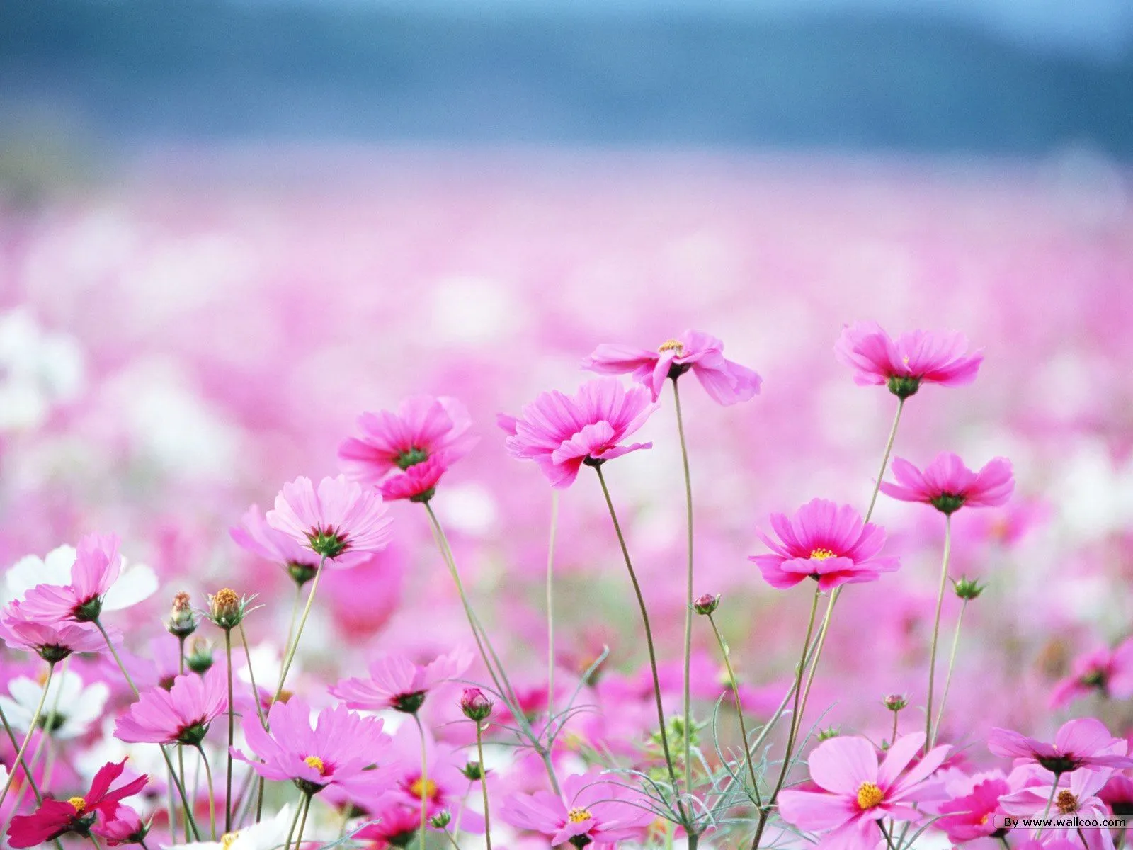 wallpapernarium: Campo de flores color rosa y blanco