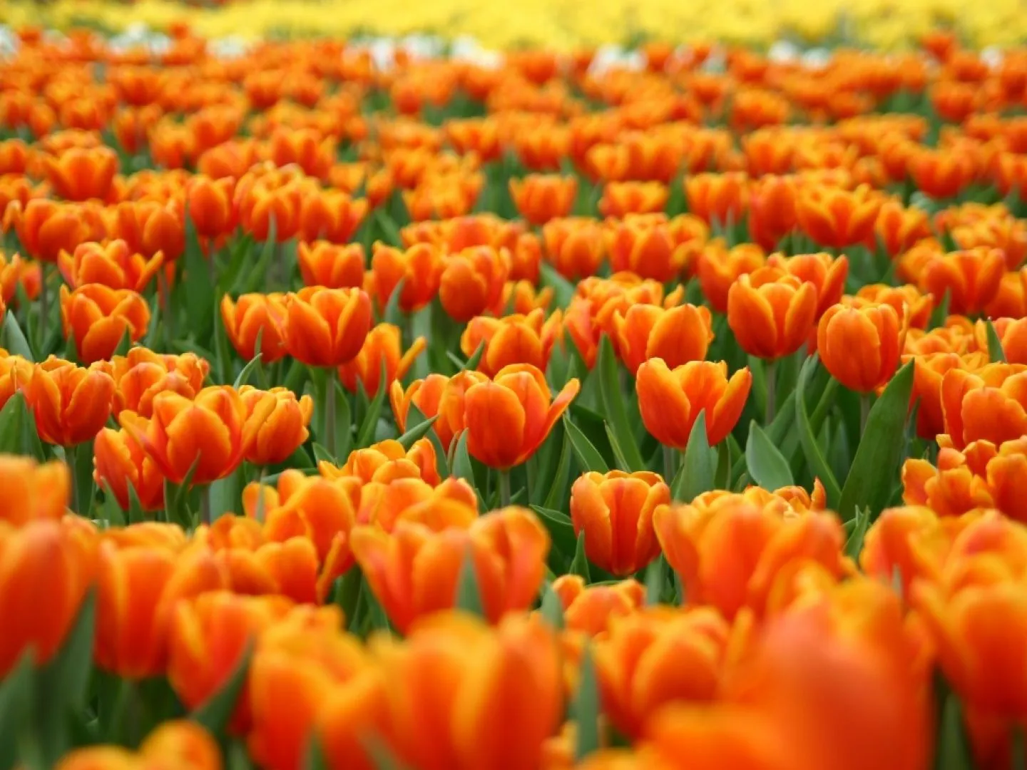 wallpapernarium: Campo lleno de flores de color naranja