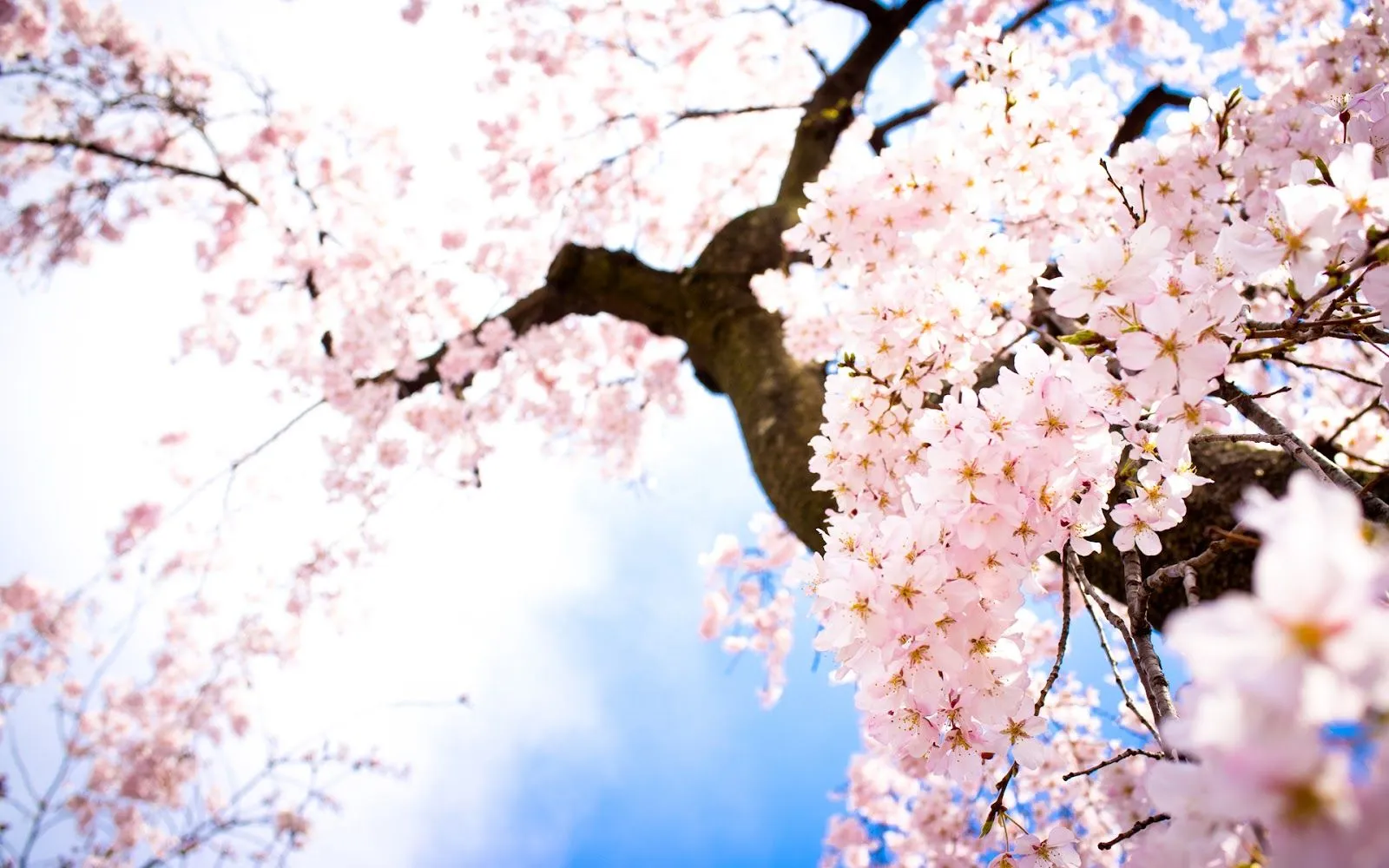 wallpapernarium: Fondo de un árbol de cerezo lleno de sus bellas ...