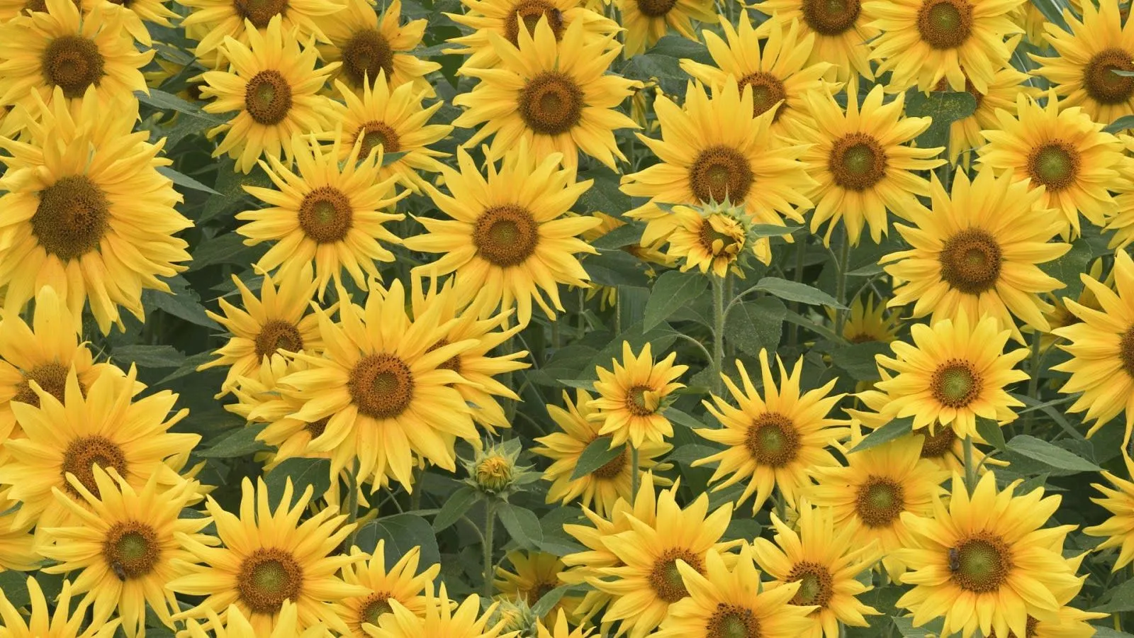 wallpapernarium: fondos de girasoles.