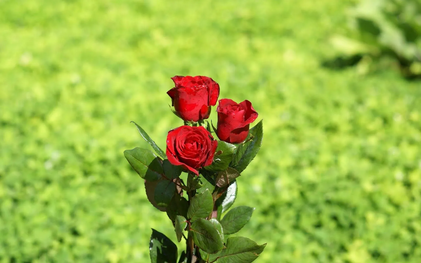 wallpapernarium: rosas rojas