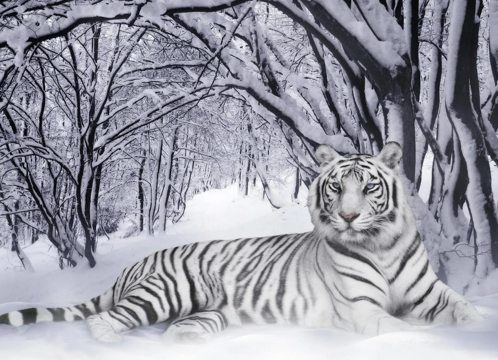 wallpapernarium: Tigre blanco en un bosque nevado