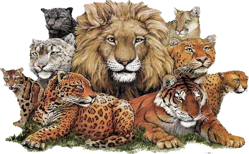 wallpapers de animales salvajes(HD) - Taringa!