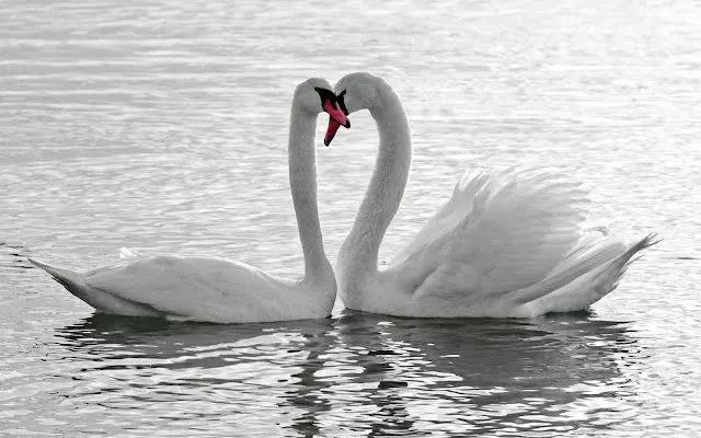 Cisnes Blancos en el Agua - Fondos de Pantalla HD - Wallpapers HD