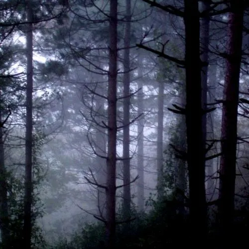 Wallpapers bosques tenebrosos - Imagui