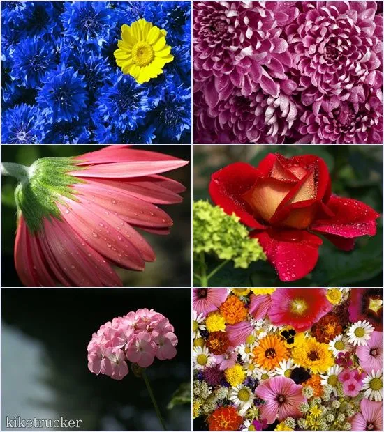 AccionglobalXSoft: Wallpapers flores multicolor HD - Pack 2