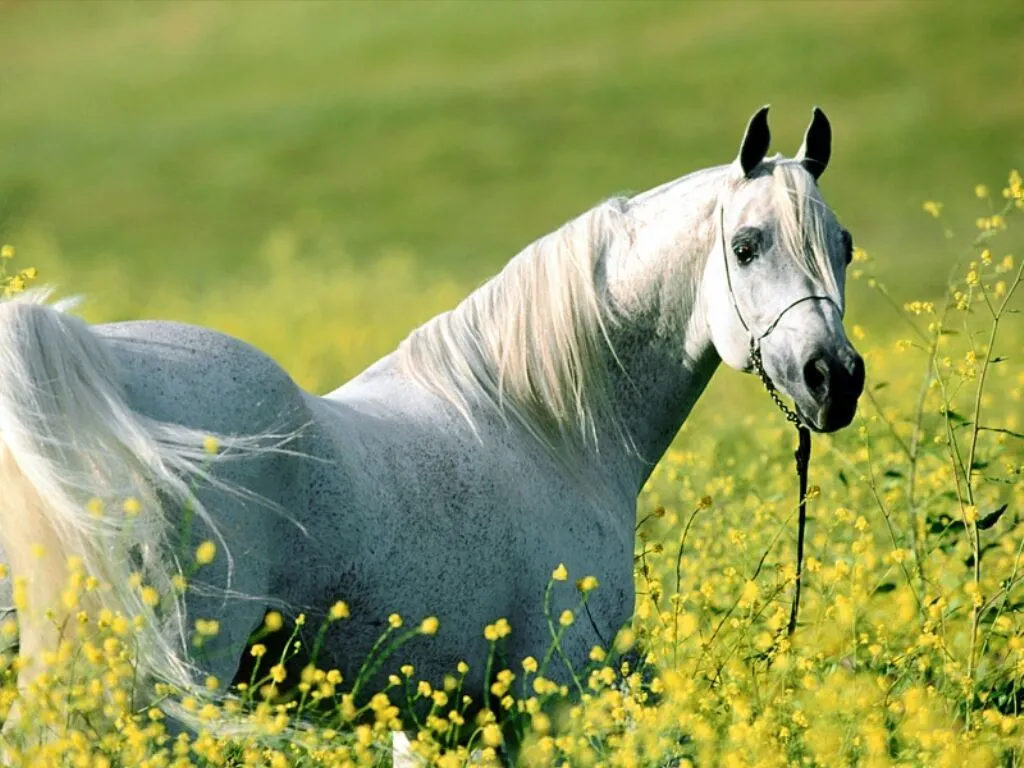 Wallpapers (Fondo de Pantalla) HD - Alta calidad (1366x768 o ...