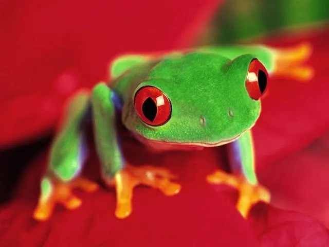 Wallpapers HD: Wallpapers de Ranas (