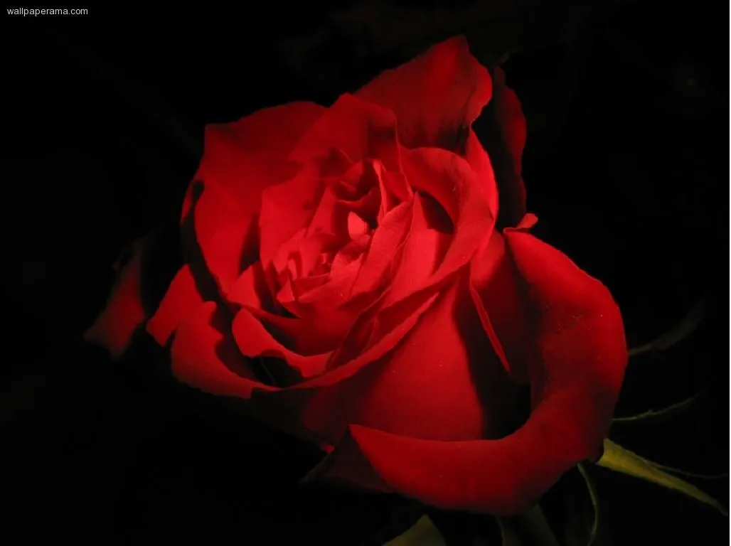 Wallpapers Fondos De Escritorio De Rosas Rojas Bonitas