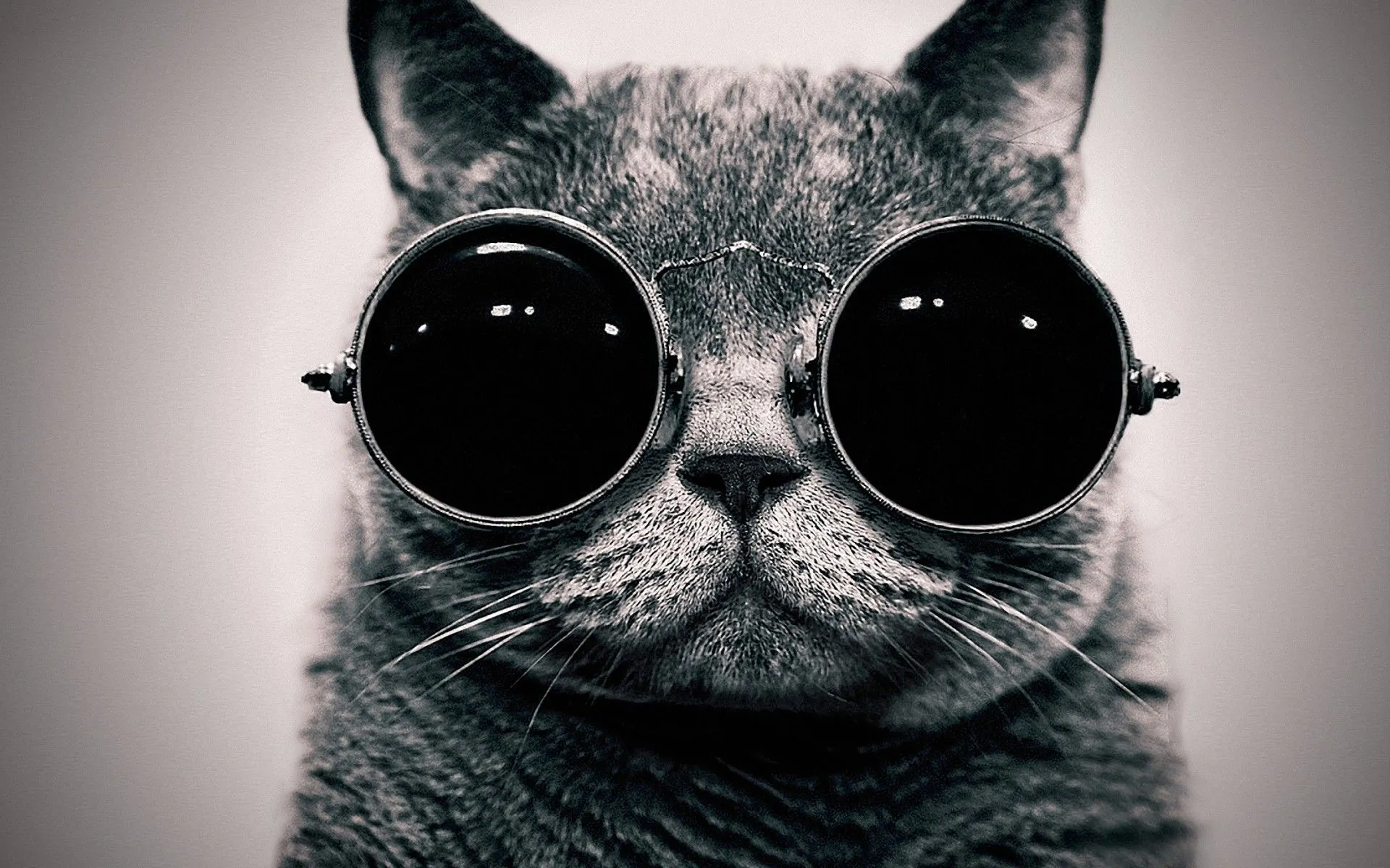 Wallpapers For > Tumblr Hipster Backgrounds Cats