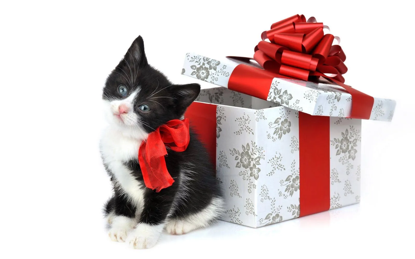 4 wallpapers de gatitos muy navideños (1920x1200px) - Wallpaper Galery