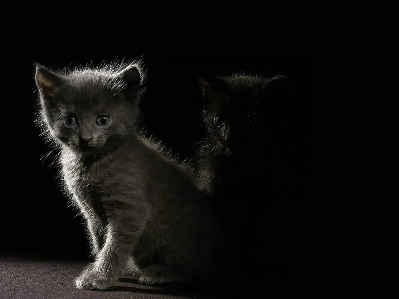 Wallpapers de gatos en HD parte 1 ~ Bloggin Red