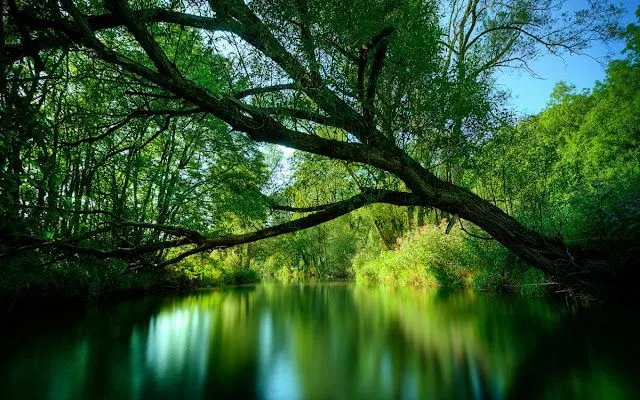 Wallpapers HD: 47 Wallpapers de Arboles, naturaleza - Fondos de ...