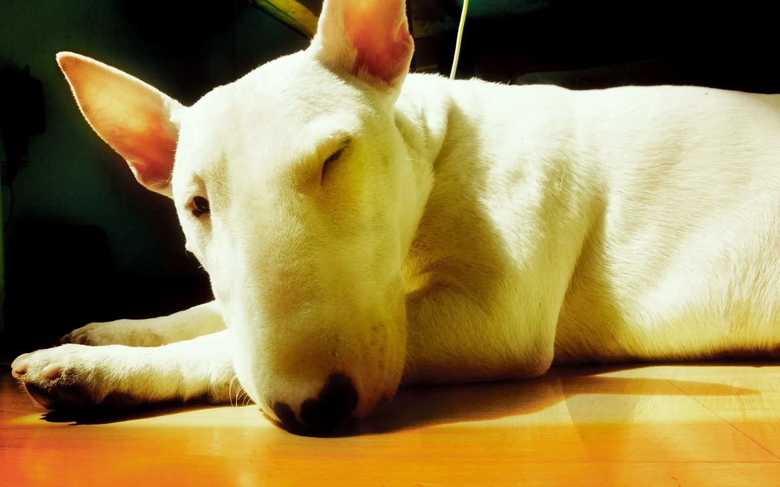 Wallpapers HD de Bull Terrier - Imagui