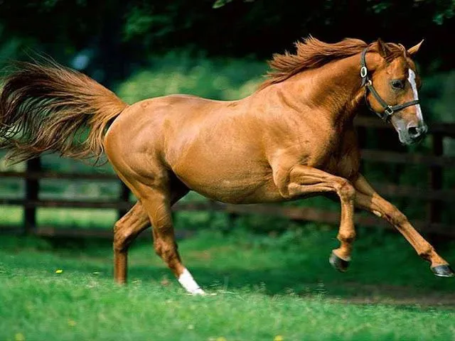 Fondos de pantalla de Caballos HD - Identi