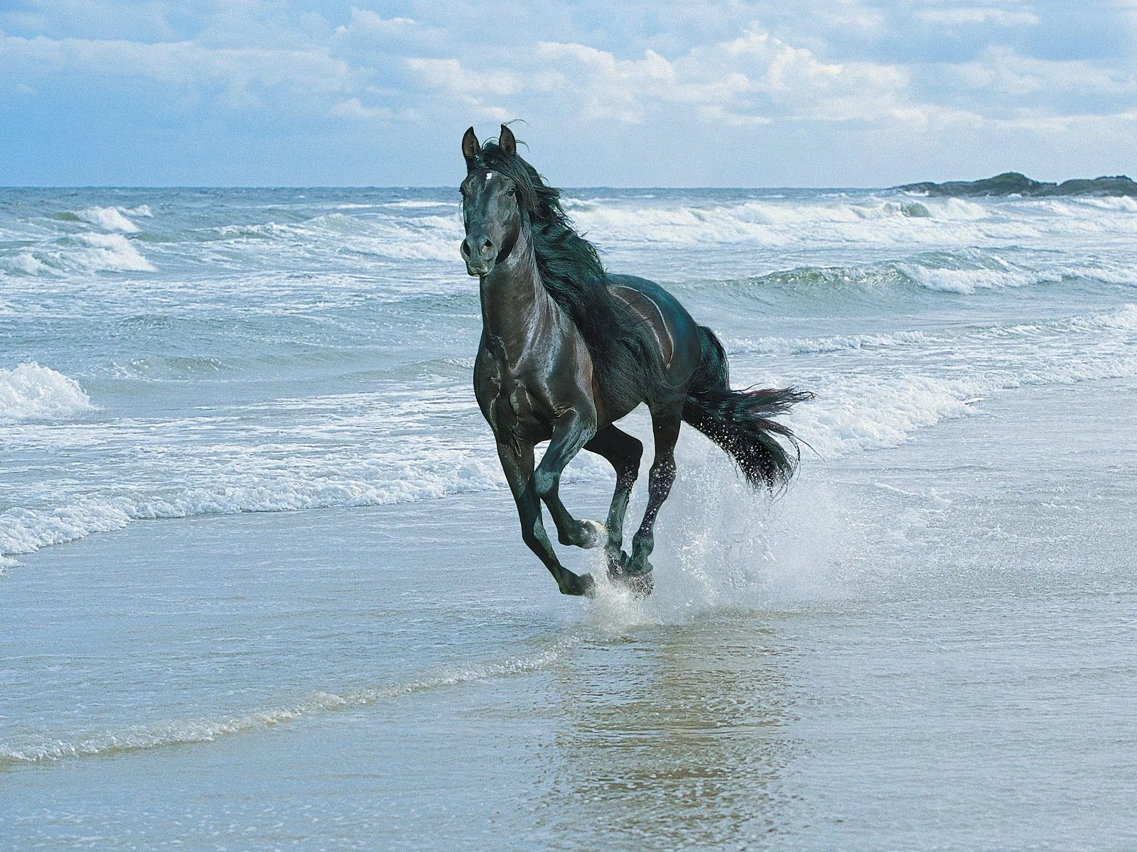 Wallpapers HD: Wallpaper HD Caballo negro al galope