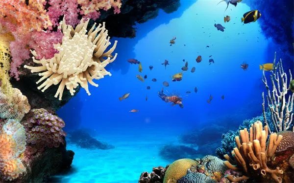 Imágenes del fondo del mar en movimiento - Imagui