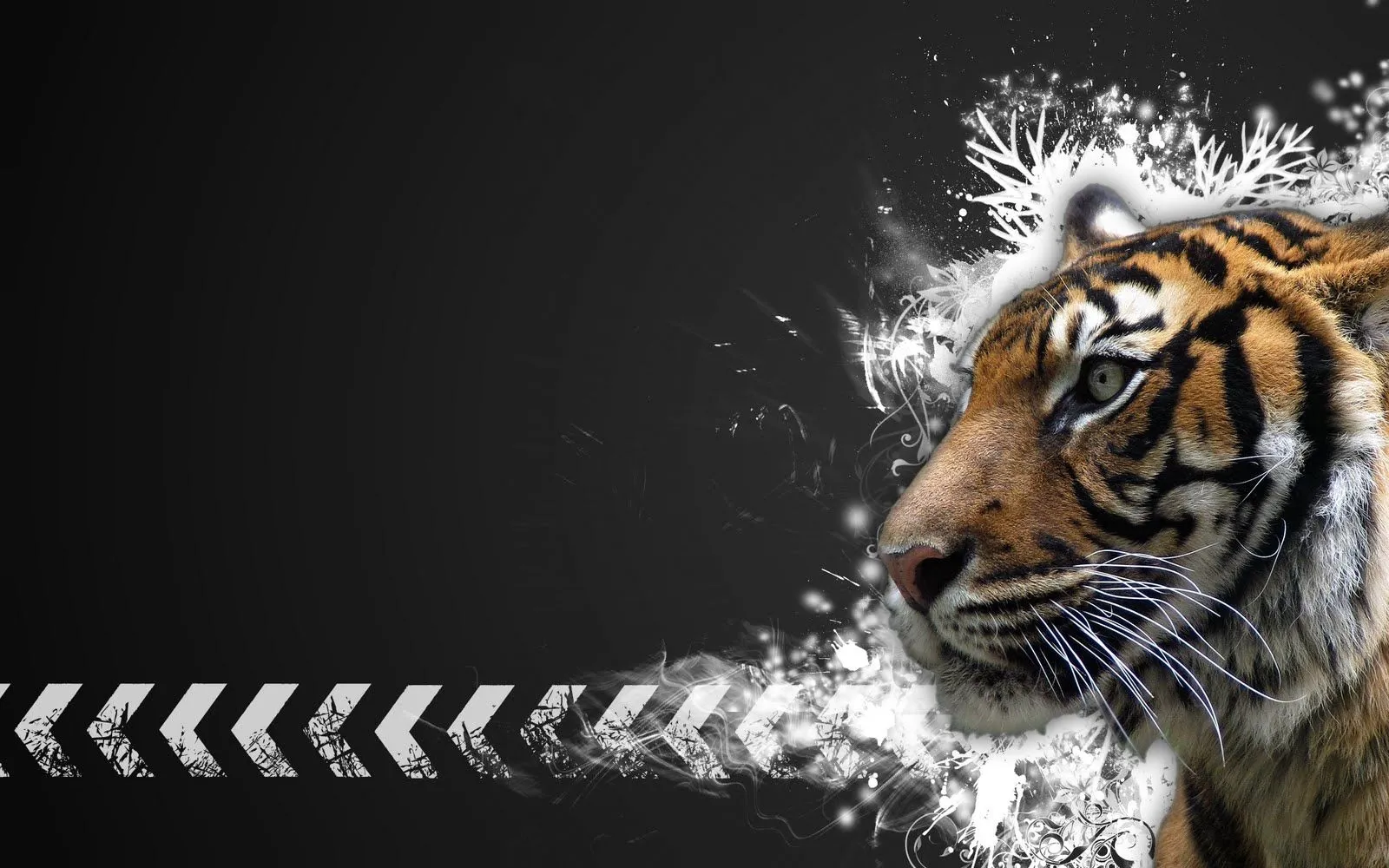  ... Photo Gallery: Beautiful Tiger Wallpapers - HD Desktop Wallpapers