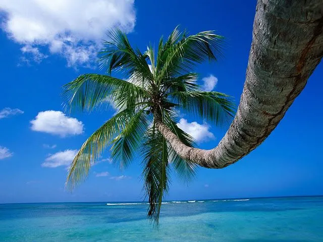 Wallpapers de Palmeras [Beach Palm Tree] | Fotos e Imágenes en ...