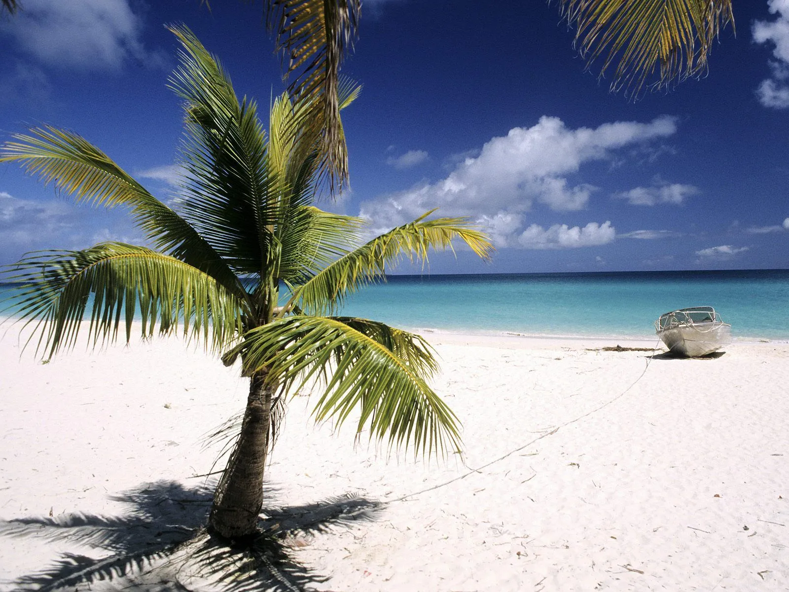 Wallpapers de Palmeras [Beach Palm Tree] | FOTOBLOG X