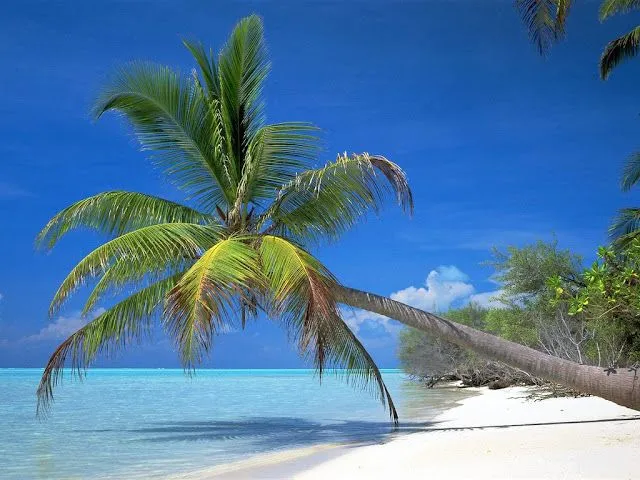 Wallpapers de Palmeras [Beach Palm Tree] | Fotos e Imágenes en ...