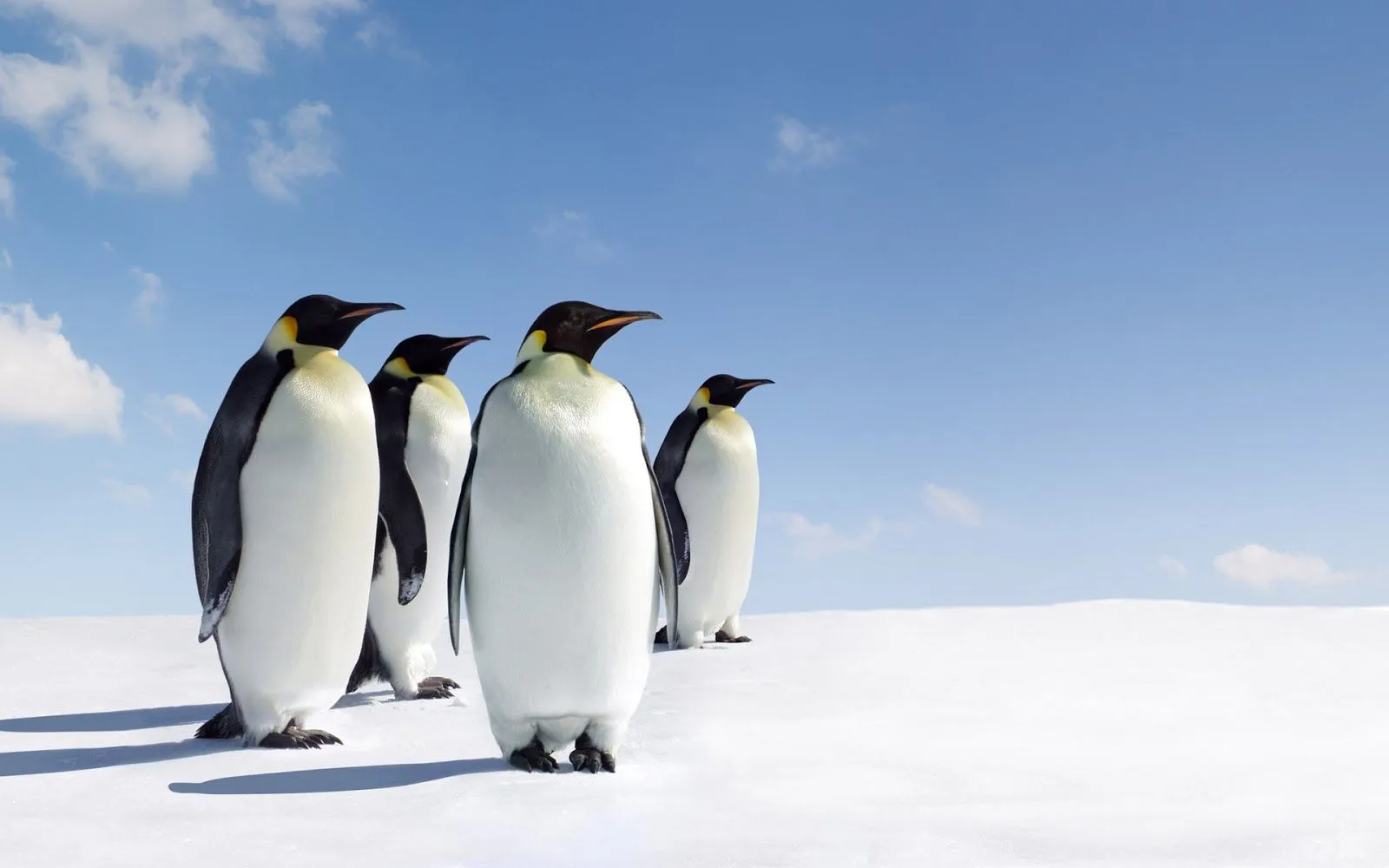 Photofusionvirtual: Wallpapers pinguinos HD