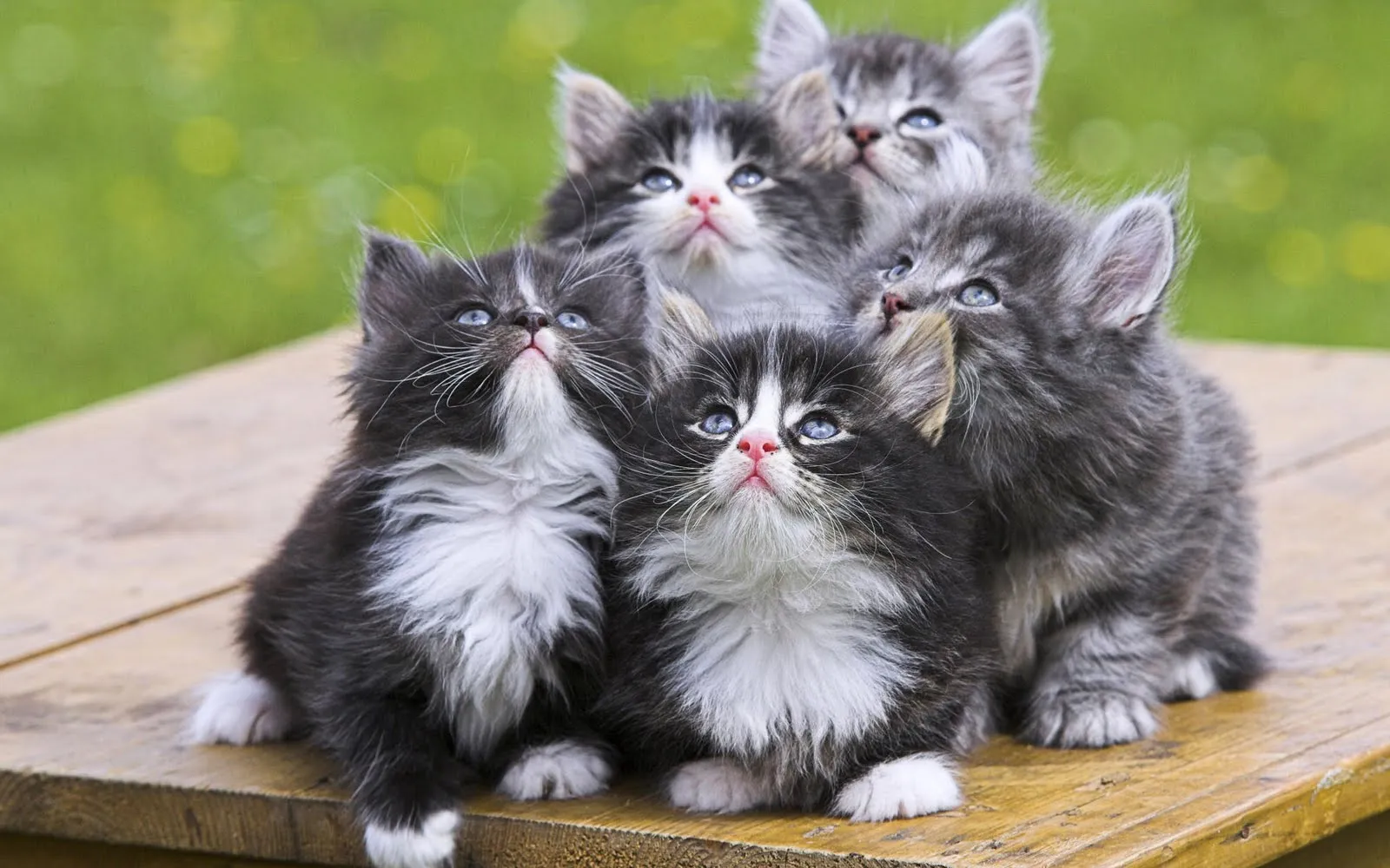 Hermosos y Tiernos Gatos | Fotos e Imágenes en FOTOBLOG X