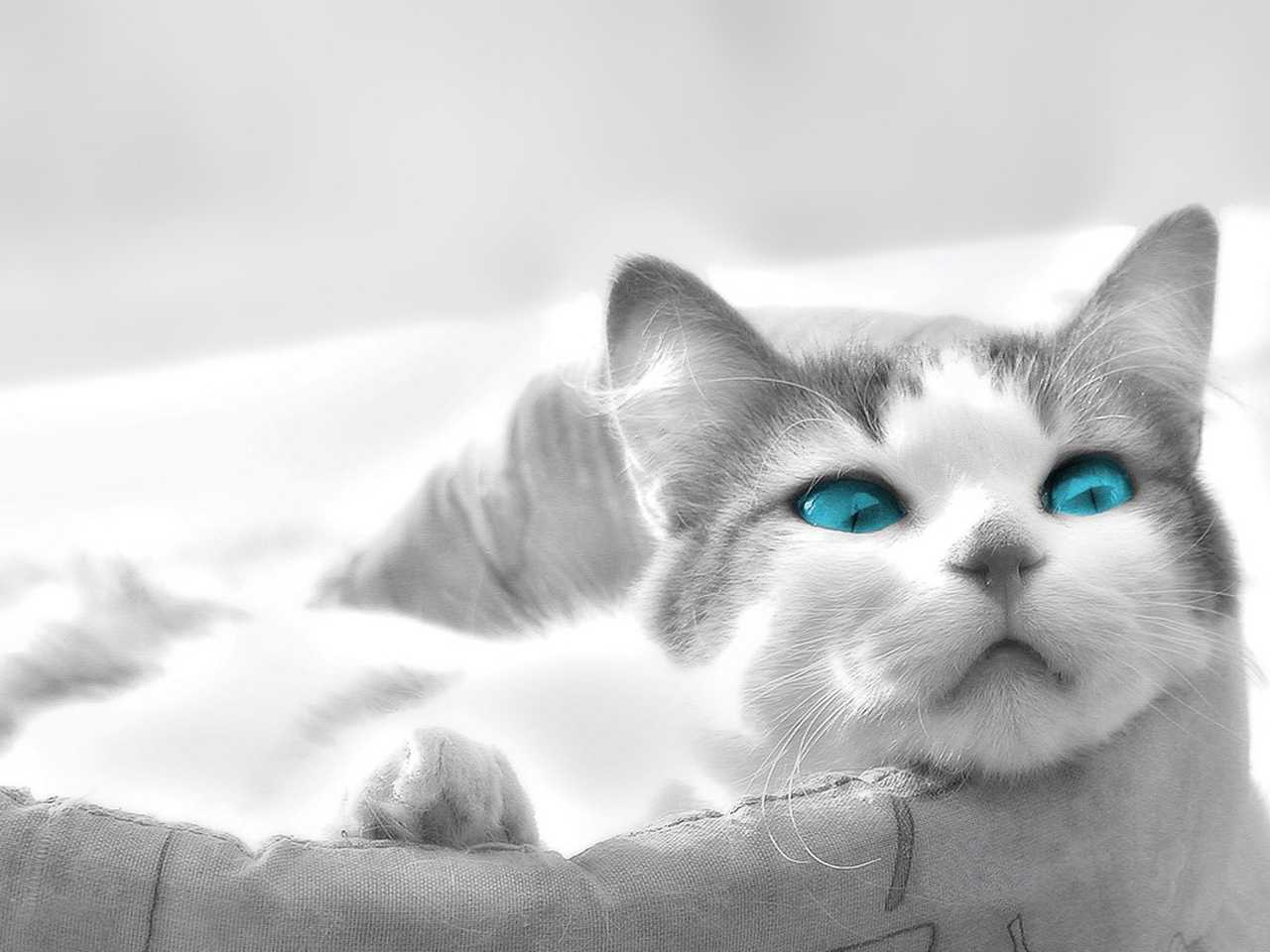 Wallpapres gatos | Photofusionvirtual