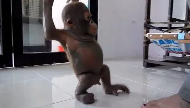 Watch Budi The Rescued Orangutan Take His First Steps