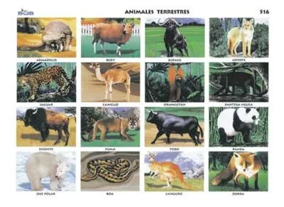 Animales terrestres - Imagui