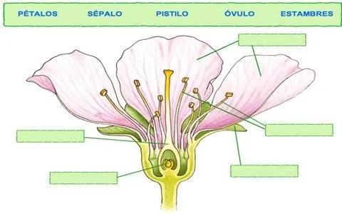 Partes de una flor dibujos - Imagui