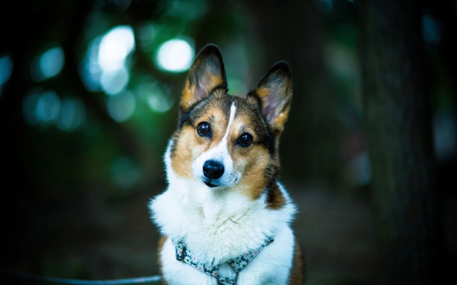 Welsh Pembroke Corgi - Fondos de Pantalla HD - Wallpapers HD