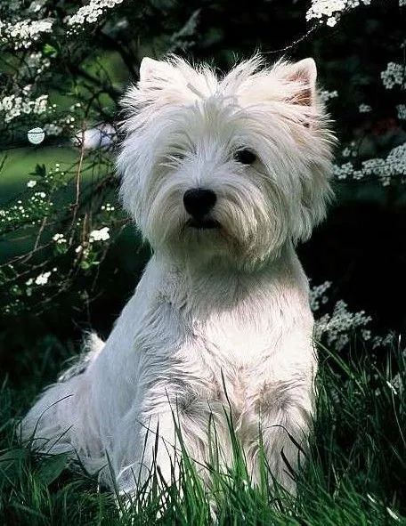 West Highland white terrier - Wikiwand