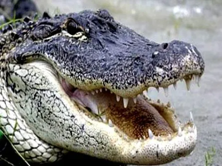 What 'Attack' Is More Likely: Alligator or Gun? | WUSF News