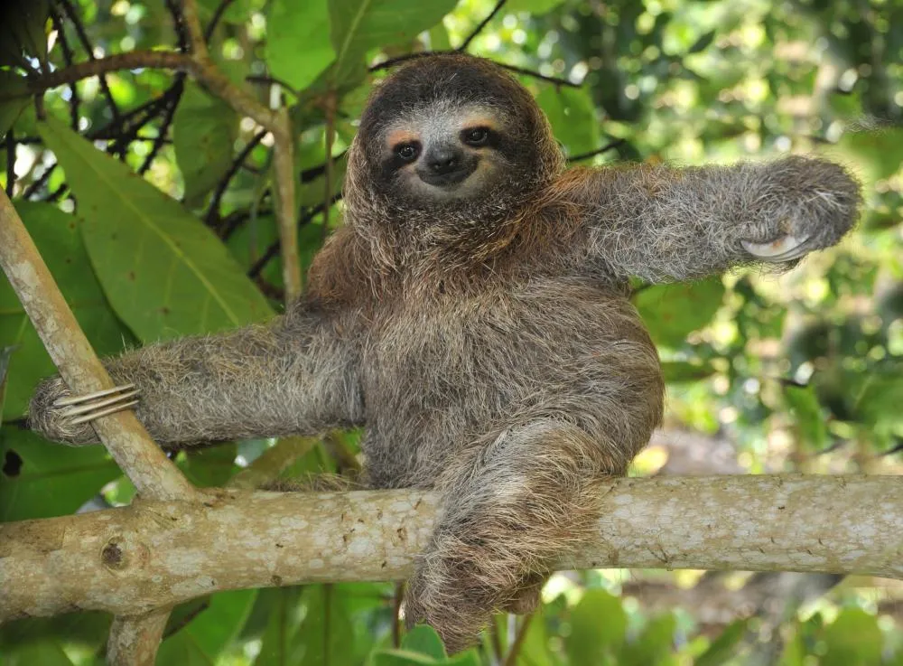 What Are the Main Components of a Sloth Diet? (with pictures)