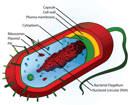 What Is Bacteria? What Are Bacteria? - Medical News Today