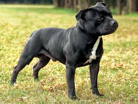 What's the Difference Between the American Staffordshire Terrier ...