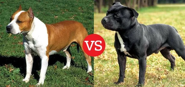 What's the Difference Between the American Staffordshire Terrier ...