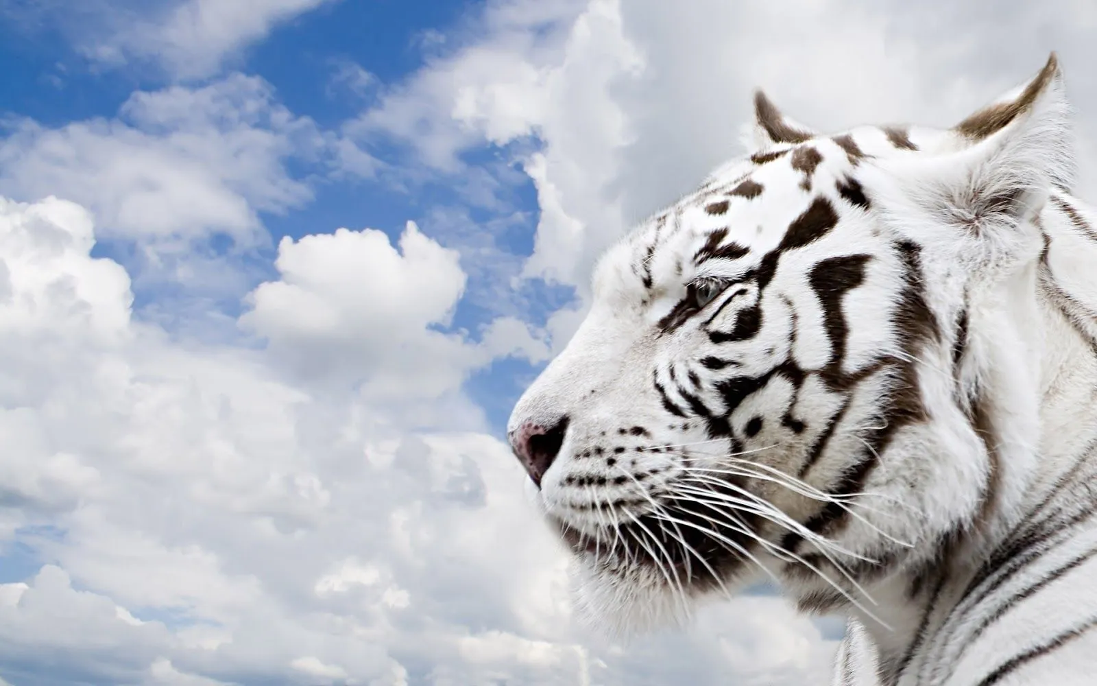 White Bengal Tigers Latest Hd Wallpaper 2013 | Top hd animals ...