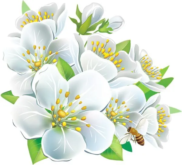 white flower png | Large White Flowers PNG Clipart | Flores em ...