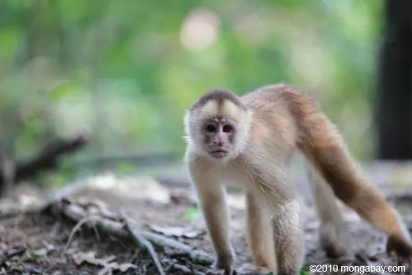 White-fronted Capuchin (Cebus albifrons)