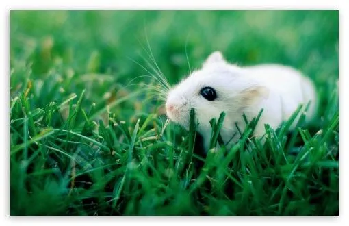 White Mouse HD desktop wallpaper : High Definition : Fullscreen ...