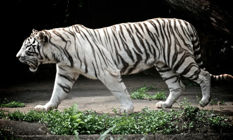 White Tiger Wallpapers - Aplicaciones Android en Google Play