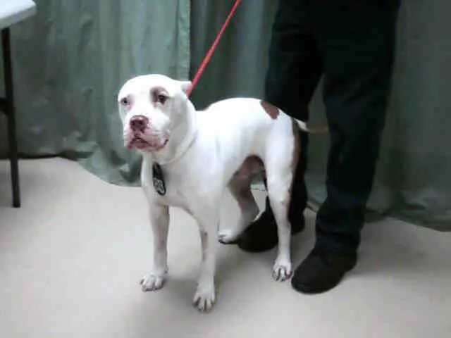 White with Red Spots Red Nosed Male Pit Bull | Flickr - Photo Sharing!