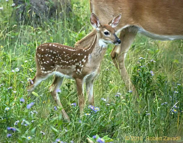 Whitetail Deer Fawn Photo - Glacier Park Photo Gallery