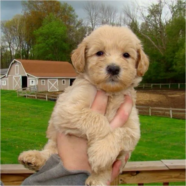 Whoodle (Wheaton Terrier/Poodle mix). Love! | dogs | Pinterest