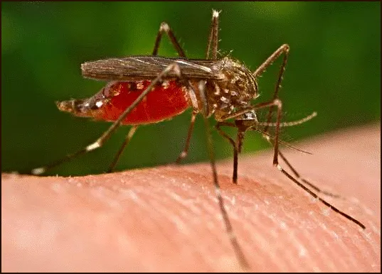 Why Mosquito Bites Itch