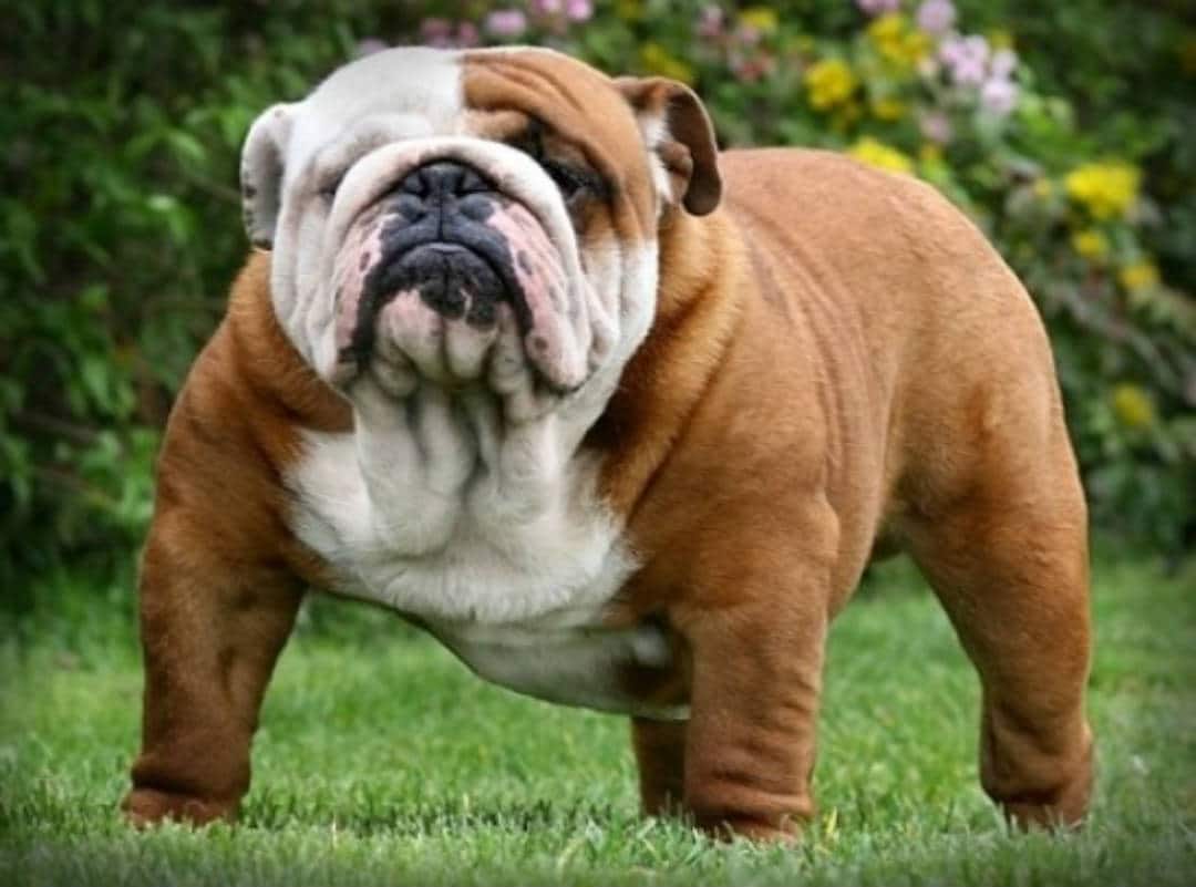 Why The Overdone, Heavy Wrinkled Bulldog Is Killing The Breed ...