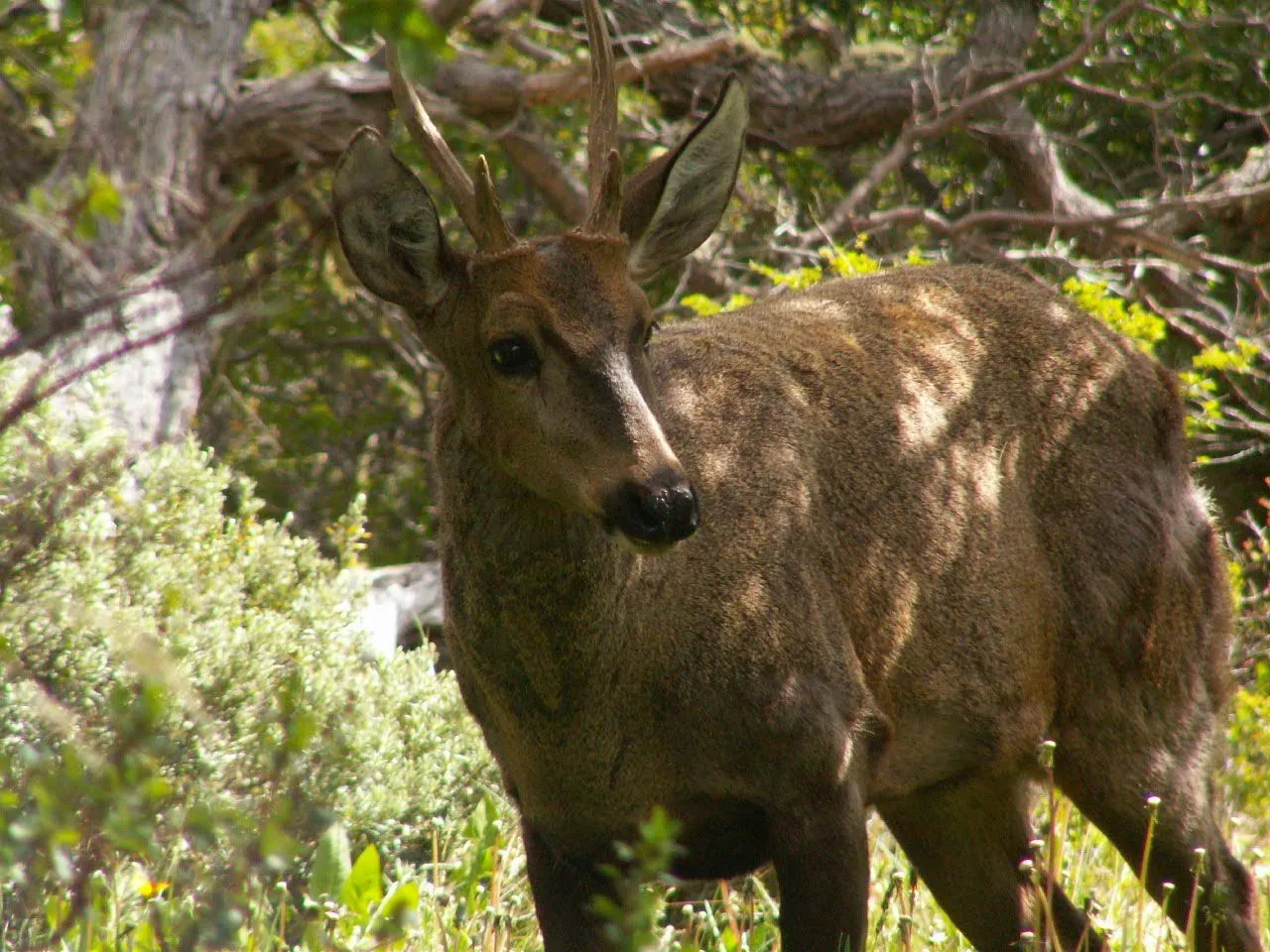 Wicked Magazine: Chile quiere recuperar al huemul, su animal ...