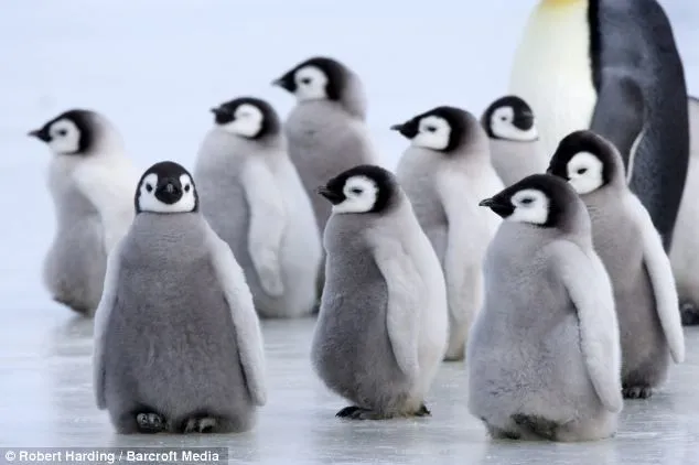 Wiinterrr's Day: Adorable baby penguin gets a kiss from mother